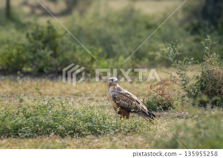 Long legged buzzard or Buteo rufinus bird on natural green grass background during winter season migration at keoladeo national park bharatpur bird sanctuary rajasthan india asia 135955258
