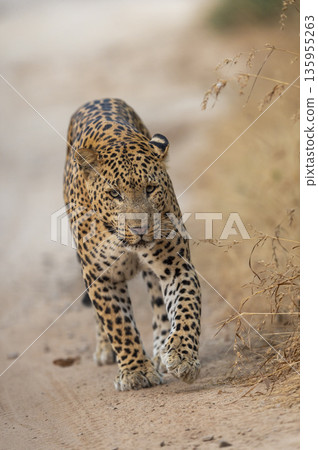 Indian wild male leopard or panthera pardus or panther walking straight on track head on with eye contact in natural environment during summer season wildlife safari at forest of central india 135955263