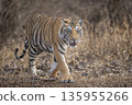 wild sub adult male bengal tiger or panthera tigris head on walking with eye contact at panna national park forest reserve madhya pradesh india during summer season morning safari 135955266