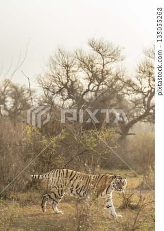 wild bengal female Tiger or panthera tigris with gps tracking collar on neck a pony or broken tail tigress on prowl in outdoor winter wildlife safari sariska national park forest alwar rajasthan india wild bengal female Tiger or panthera tigris with gps tracking collar on neck a pony or broken tail tigress on prowl in outdoor winter wildlife safari sariska national park forest alwar rajasthan india 135955268