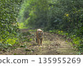 indian wild bengal male tiger or panthera tigris walking head on in natural scenic green background in winter season evening safari dhikala jim corbett national park forest reserve uttarakhand india 135955269