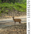 wild barking deer muntjac or Indian muntjac or red muntjac or Muntiacus muntjak side profile an antler during outdoor jungle wildlife safari dhikala forest jim corbett national park uttarakhand india 135955270