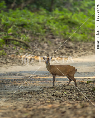 wild barking deer muntjac or Indian muntjac or red muntjac or Muntiacus muntjak side profile an antler during outdoor jungle wildlife safari dhikala forest jim corbett national park uttarakhand india wild barking deer muntjac or Indian muntjac or red muntjac or Muntiacus muntjak side profile an antler during outdoor jungle wildlife safari dhikala forest jim corbett national park uttarakhand india 135955270