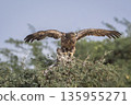 Steppe eagle or Aquila nipalensis closeup or portrait with full wingspan ready to take off in desert national park jaisalmer rajasthan india asia. large bird of prey during winter migration perched 135955271
