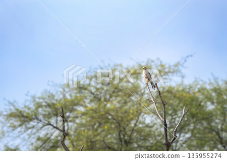 White eyed buzzard or Butastur teesa perched in natural green background at tal chhapar blackbuck sanctuary churu rajasthan india 135955274