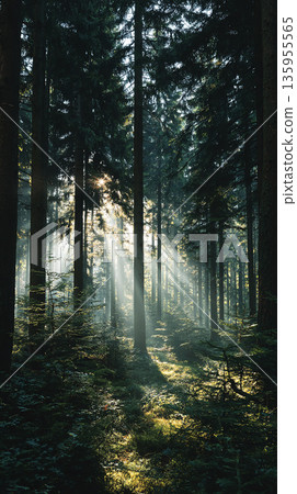 A mysterious deep green forest with sunlight filtering through the trees A mysterious deep green forest with sunlight filtering through the trees 135955565