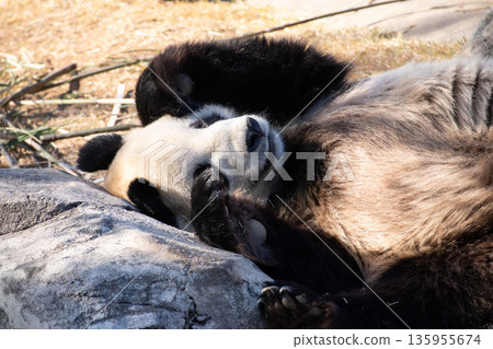 Sleeping panda Sleeping panda 135955674