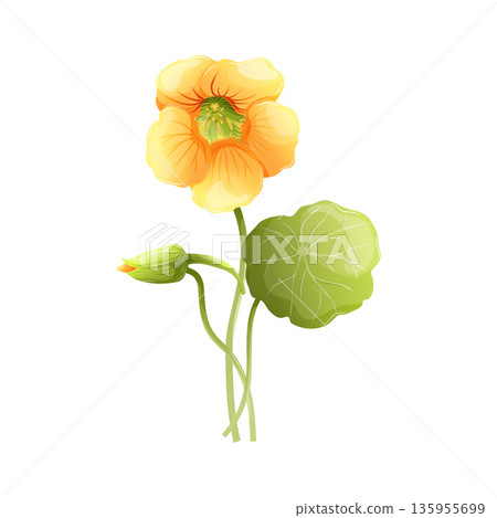 Yellow nasturtium flower vector illustration with green round leaf and bud, botanical element for garden design. Edible Tropaeolum majus, medicinal herb and food garnish. Floral icon isolated on white 135955699