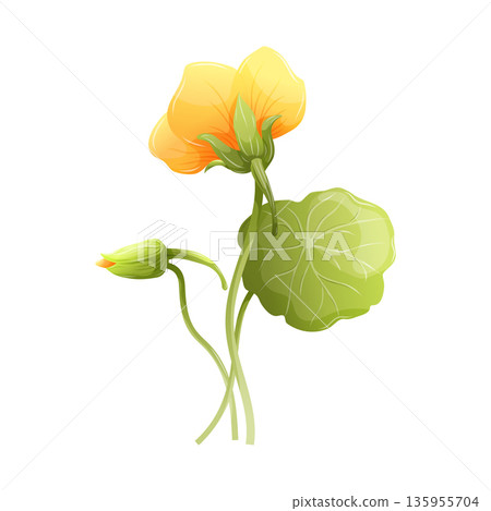 Yellow nasturtium flower vector illustration with green round leaf and bud, isolated botanical element for garden design. Edible Tropaeolum majus, medicinal herb and food garnish Yellow nasturtium flower vector illustration with green round leaf and bud, isolated botanical element for garden design. Edible Tropaeolum majus, medicinal herb and food garnish 135955704