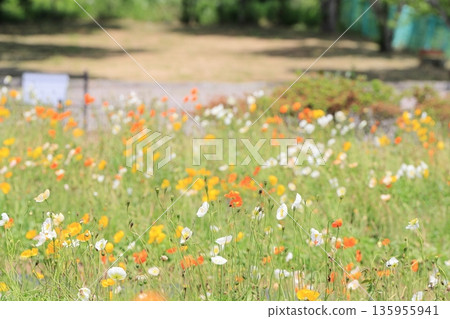 Poppies blooming in the park Poppies blooming in the park 135955941