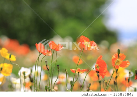 Iceland Poppy in full bloom Iceland Poppy in full bloom 135955942