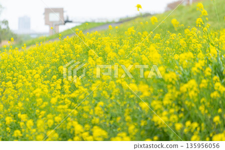 江戶川河床上的一片油菜花 135956056