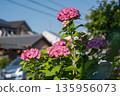 Hydrangeas in a residential area during the rainy season 135956073