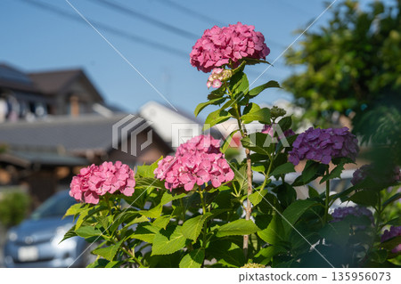雨季期間居民區的繡球花 雨季期間居民區的繡球花 135956073