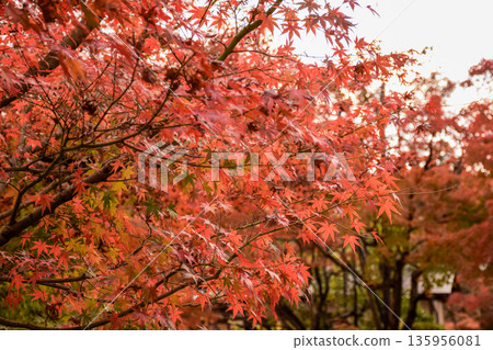京都府永觀堂禪林寺的秋葉 京都府永觀堂禪林寺的秋葉 135956081