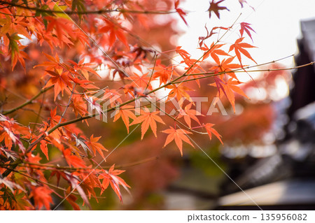 京都府永觀堂禪林寺的秋葉 京都府永觀堂禪林寺的秋葉 135956082