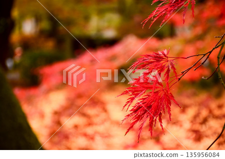 京都府永觀堂禪林寺的秋葉 京都府永觀堂禪林寺的秋葉 135956084