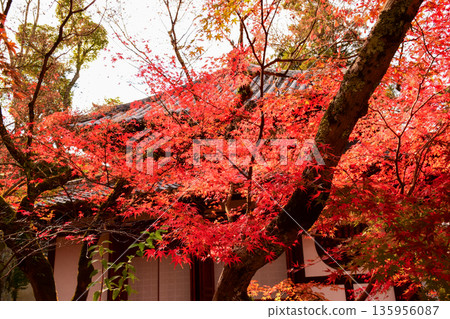京都府永觀堂禪林寺的秋葉 135956087