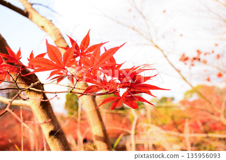 Autumn leaves at Eikando Zenrinji Temple in Kyoto Prefecture Autumn leaves at Eikando Zenrinji Temple in Kyoto Prefecture 135956093