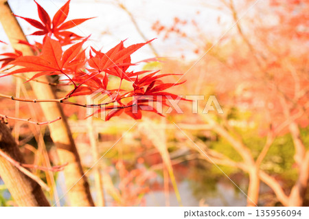 Autumn leaves at Eikando Zenrinji Temple in Kyoto Prefecture 135956094