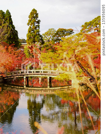 Autumn leaves at Eikando Zenrinji Temple in Kyoto Prefecture 135956095