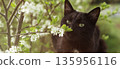 Black kitty sniffing flower. Spring black cat. Aroma. 135956116