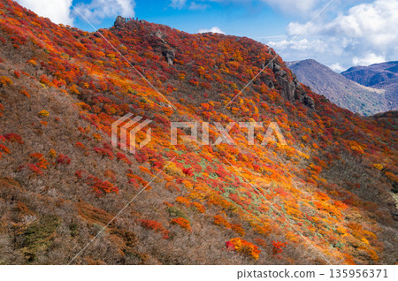 山的秋葉 135956371