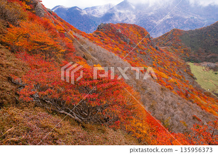 Autumn leaves of Mt. Autumn leaves of Mt. 135956373