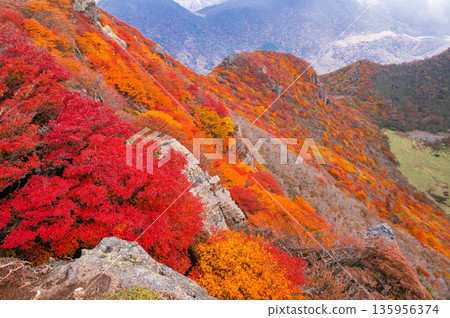 Autumn leaves of Mt. Autumn leaves of Mt. 135956374