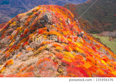 Autumn leaves of Mt. Autumn leaves of Mt. 135956376