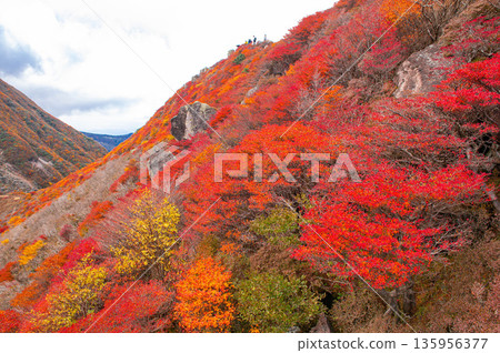 Autumn leaves of Mt. Autumn leaves of Mt. 135956377