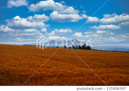 Wheat fields on Shujitsu Hill and the Daisetsuzan mountain range Wheat fields on Shujitsu Hill and the Daisetsuzan mountain range 135956397