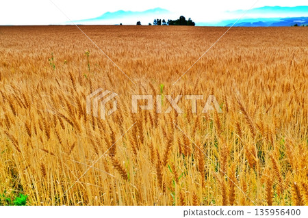 Wheat fields on Shujitsu Hill and the Daisetsuzan mountain range Wheat fields on Shujitsu Hill and the Daisetsuzan mountain range 135956400