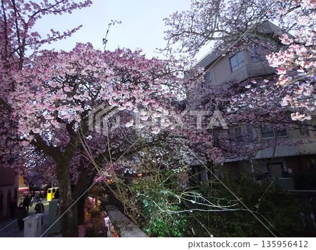 Illumination and cherry blossoms 135956412