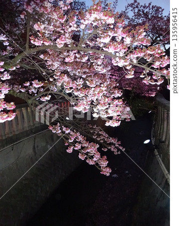 Cherry blossoms illuminated by night lights 135956415