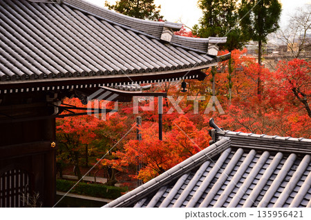 Autumn leaves at Eikando Zenrinji Temple in Kyoto Prefecture Autumn leaves at Eikando Zenrinji Temple in Kyoto Prefecture 135956421