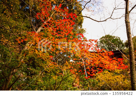 京都府永觀堂禪林寺的秋葉 京都府永觀堂禪林寺的秋葉 135956422