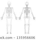Human body skeletal anatomy last 135956606
