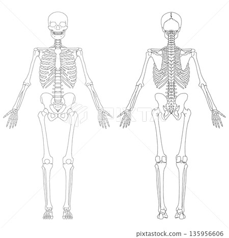 Human body skeletal anatomy last 135956606