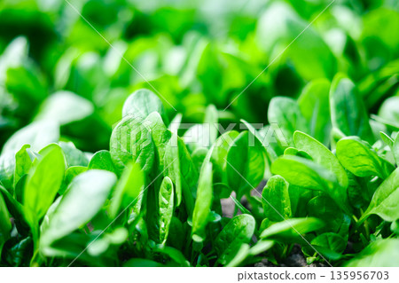 Close view of fresh spinach foliage growing in outdoor garden bed Close view of fresh spinach foliage growing in outdoor garden bed 135956703