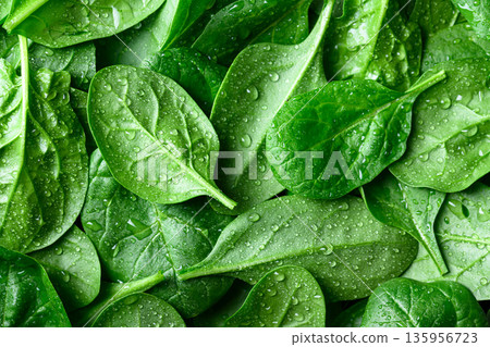 Detailed macro view of tender spinach foliage covered with moisture 135956723