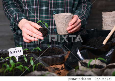 Female hands holding peat pot with green tomato seedling Female hands holding peat pot with green tomato seedling 135956730