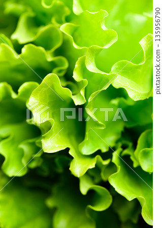 Freshly harvested lettuce greens forming curly salad leaves Freshly harvested lettuce greens forming curly salad leaves 135956790