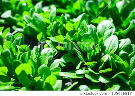 Green spinach plants thriving in sunny backyard Green spinach plants thriving in sunny backyard 135956817