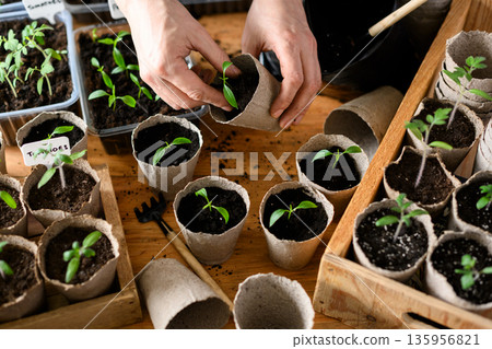Hands arranging young vegetable seedlings in biodegradable peat cups Hands arranging young vegetable seedlings in biodegradable peat cups 135956821