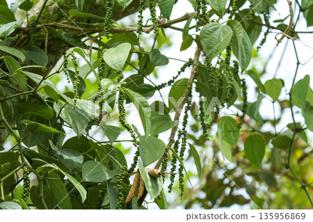 Fresh green peppercorns hanging from a pepper vine in a lush tropical garden. Close-up of Piper nigrum plant showing raw peppercorn clusters and vibrant green leaves in natural daylight. Fresh green peppercorns hanging from a pepper vine in a lush tropical garden. Close-up of Piper nigrum plant showing raw peppercorn clusters and vibrant green leaves in natural daylight. 135956869