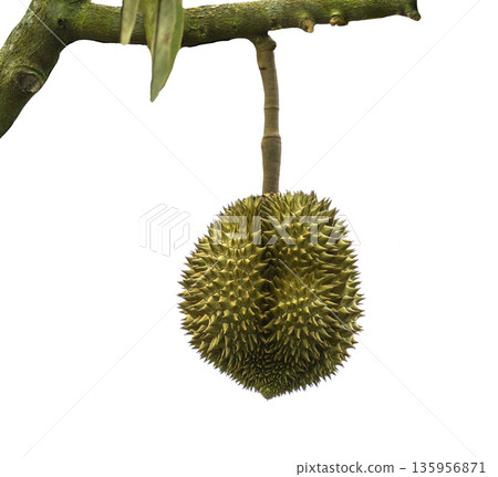 Single durian fruit hanging from a green tree branch. Fresh exotic king of fruits with sharp thorns isolated on white background. Organic tropical food concept for grocery and agriculture. 135956871