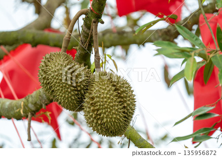 Two fresh durian fruits with spiky skin hanging from a tree branch in a garden. Tropical king of fruits growing on a farm with red banners in the background. Close up shot of exotic produce. Two fresh durian fruits with spiky skin hanging from a tree branch in a garden. Tropical king of fruits growing on a farm with red banners in the background. Close up shot of exotic produce. 135956872