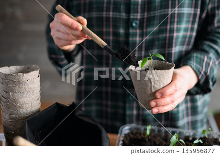 Woman working with vegetable seedlings using gardening tools Woman working with vegetable seedlings using gardening tools 135956877