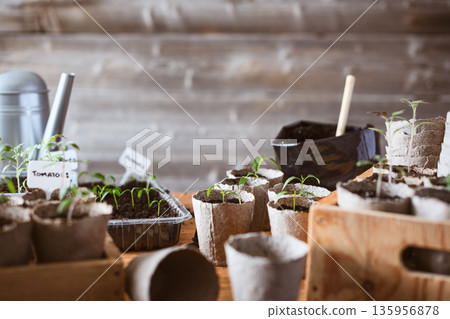 Young pepper and tomato seedlings in peat pots 135956878